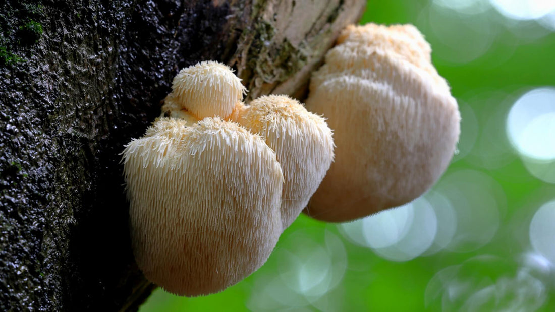 fungible chocolates functional lions mane mushroom chocolate bar