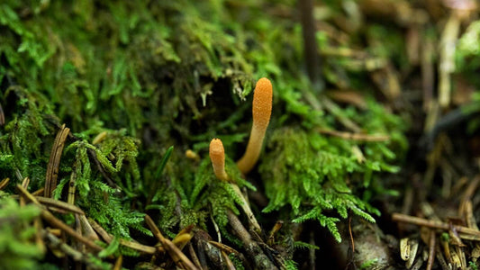 From Ancient China to Modern Science: The Amazing Health Benefits of Cordyceps Mushrooms