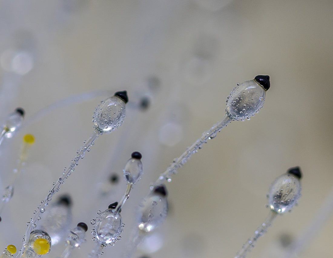 Fruiting Body vs. Mycelium Mushroom Extracts: What is the difference and Which is Better?