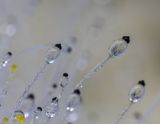 Fruiting Body vs. Mycelium Mushroom Extracts: What is the difference and Which is Better?