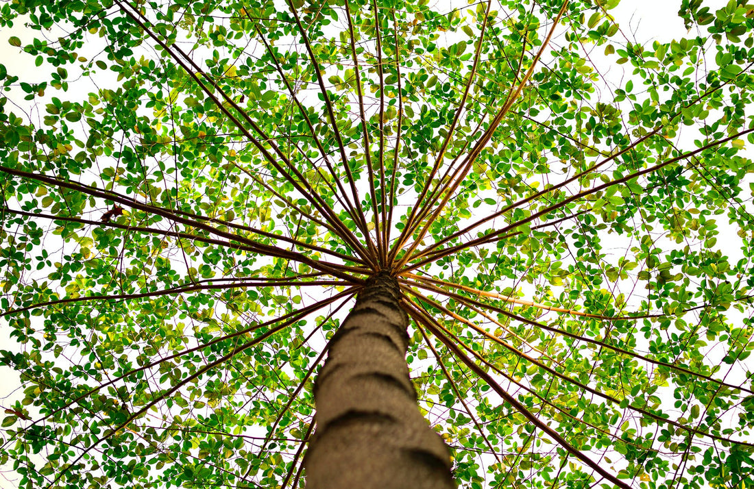 Exploring the Symbiotic Dance Between Trees and Mushrooms