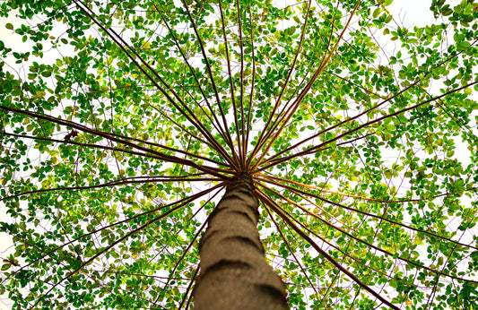 Exploring the Symbiotic Dance Between Trees and Mushrooms