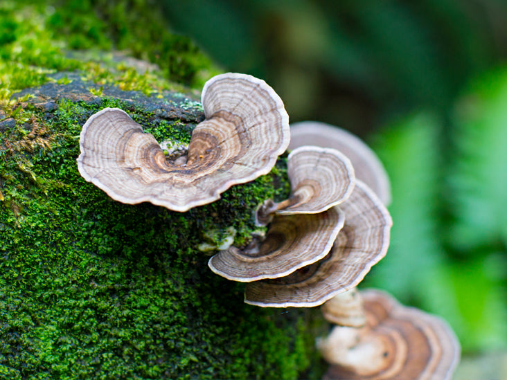 Unlocking the Secret to Immunity: The Health Benefits of Turkey Tail Mushrooms